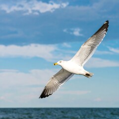 Fototapeta premium Seagull soaring above the ocean