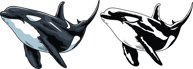 Killer whale with Hand Drawn Illustration with black and white version