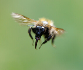 A bee is flying in the air