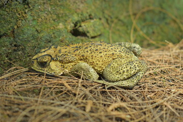 kodok buduk (asian common toad) or kodok bangkak