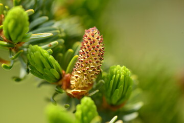 Picea jezoensis, also called Ga-mun-bi-na-mu, is an evergreen spruce tree with conical crown, needle-like leaves with stomatal lines, scaly bark, and downward cones. Found in Korea and Northeast Asia.