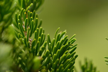 Picea jezoensis, also called Ga-mun-bi-na-mu, is an evergreen spruce tree with conical crown, needle-like leaves with stomatal lines, scaly bark, and downward cones. Found in Korea and Northeast Asia.