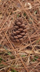 Pine cones