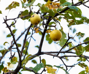 apples on tree