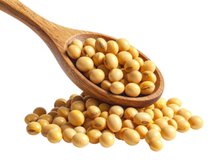 Wooden spoon overflowing with yellow soybeans (2)