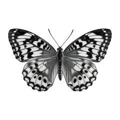 Black and white butterfly with intricately patterned wings