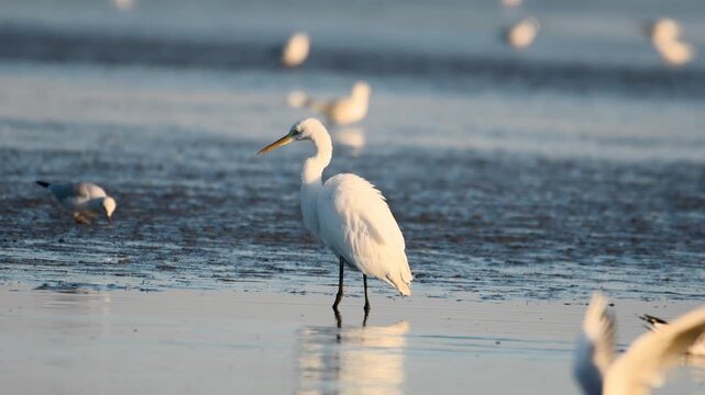 A great egret (Egretta alba) catches fish in a lake