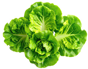 Close-up of fresh, vibrant green lettuce leaves clustered together