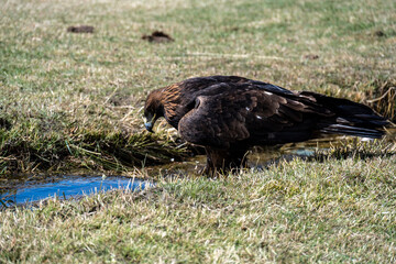 A beautiful brown golden eagle surveys its surroundings in search of food in the Altai Mountains.