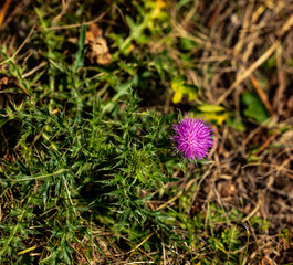 purple flower in the garden