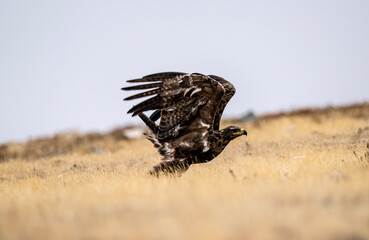 A beautiful brown golden eagle surveys its surroundings in search of food in the Altai Mountains.