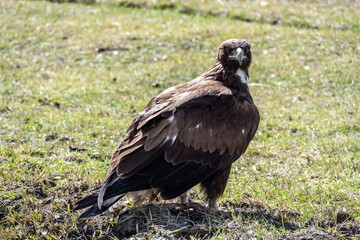 A beautiful brown golden eagle surveys its surroundings in search of food in the Altai Mountains.