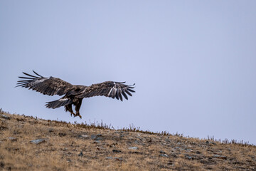 A beautiful brown golden eagle surveys its surroundings in search of food in the Altai Mountains.