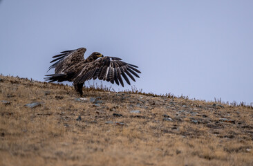 A beautiful brown golden eagle surveys its surroundings in search of food in the Altai Mountains.