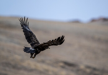 Obraz premium A beautiful brown golden eagle surveys its surroundings in search of food in the Altai Mountains.