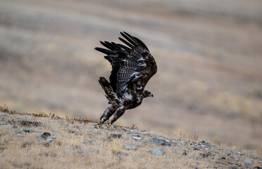 A beautiful brown golden eagle surveys its surroundings in search of food in the Altai Mountains.