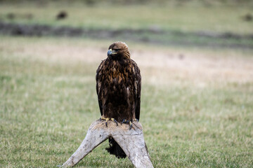 A beautiful brown golden eagle surveys its surroundings in search of food in the Altai Mountains.
