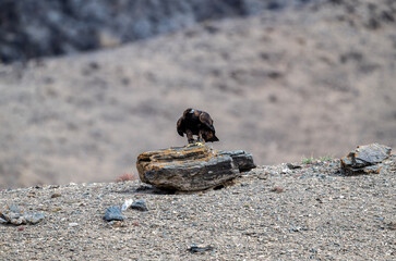 A beautiful brown golden eagle surveys its surroundings in search of food in the Altai Mountains.