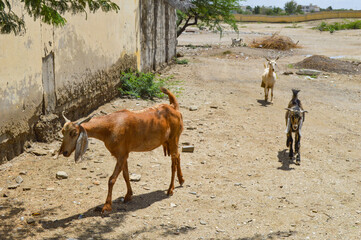 farm animals goat walking outdoors countryside