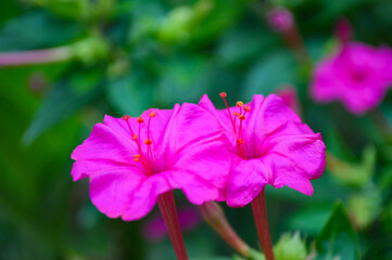 purple marvel of peru asia flowers in the garden