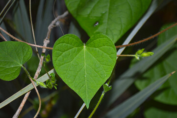 close up of mirabilis jalapa green leaves