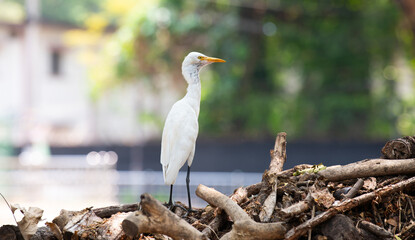 Cattle Egret is standing on a pile of wood and garbage in a city, wildlife in urban environment, India, bird in polluted nature