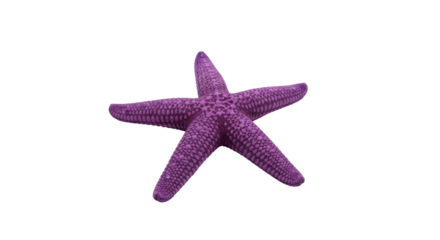 Isolated purple starfish showing 5 arms, echinoderm marine animal, aquatic, invertebrate