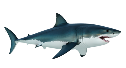 Isolated predator showing rows of sharp teeth, dangerous marine animal swimming in the ocean