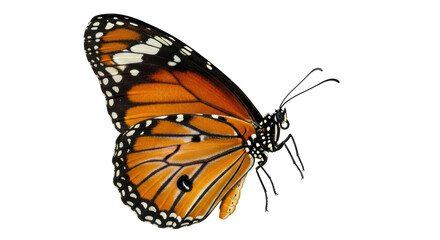 Isolated monarch butterfly resting on a white surface, graceful wings and delicate body design