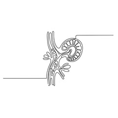 Fototapeta premium Single line art drawing of a human nephron or kidney structure, black and white, renal concept