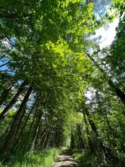 Obraz premium trees in the forest