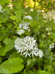 white flowers in the garden