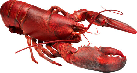 Lobster Isolated On Transparent Background