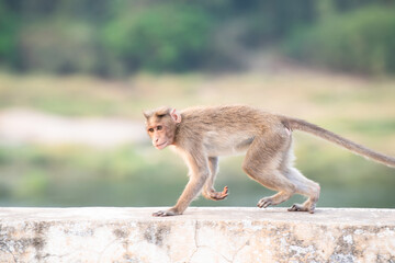 Rhesus monkey running on a wall, barbary macaque ape, wildlife and urban environment in India, jungle and rainforest animal in the city