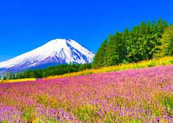 北海道のラベンダー花畑と富士山合成写真