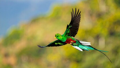Colorful bird in flight against a blurred background
