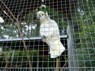  Sulphur crested cockatoo (Cacatua galerita) in an aviary  © Vicky