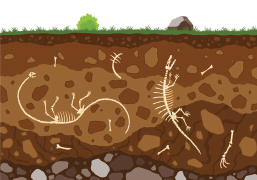 Soil layers with bones. Surface horizons with fossil reptile skeleton, upper layer of earth structure with mixture of organic matter, minerals. Buried lizard bones in dirt and underground clay layer