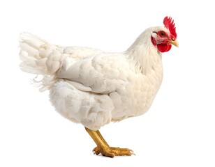 White Chicken Portrait, Isolated, Farm Animal.