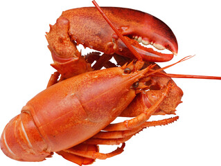 Lobster Isolated On Transparent Background