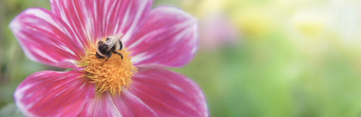close up on bumblebee foraging the yellow heart of a dahlia flower with pink petals on green blur background