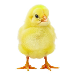 Adorable fluffy yellow chick standing against a white background
