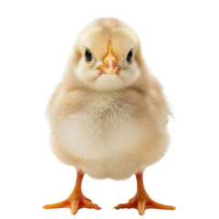 Adorable fluffy yellow chick standing against a white background