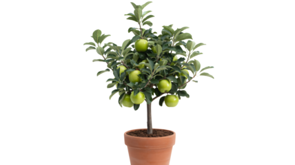 Young apple tree with green fruit in terracotta pot