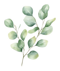 PNG Eucalyptus leave branche art illustration watercolor.