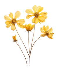 Fototapeta premium PNG Yellow flower flowers petals yellow flowers.