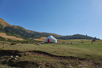Herdsman house yurt in a picturesque place. Mountain landscape, hillsides with yellow and green grass. Local pasture for free grazing. Clear blue sky. Calves are grazing.
