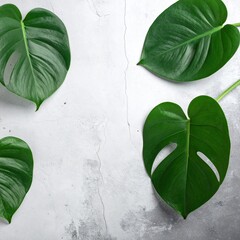 Four vibrant green monstera leaves arranged asymmetrically on a light gray textured background, leaving space in the center
