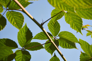 Jeżyna, ożyna a. ostrężyna, Rubus L.