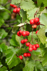 hawthorn berries on a branch among leaves